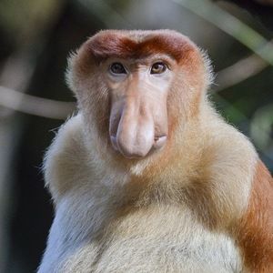 Meet your Posher, Beau